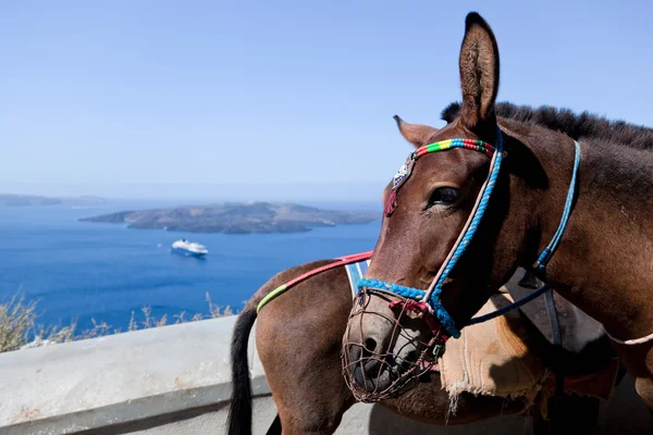 Burros em Fira na ilha de Santorini — Fotografia de Stock