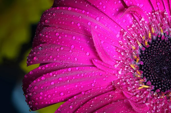 Verse natte gerbera bloem — Stockfoto