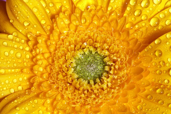 Fersk, våt gerbera – stockfoto