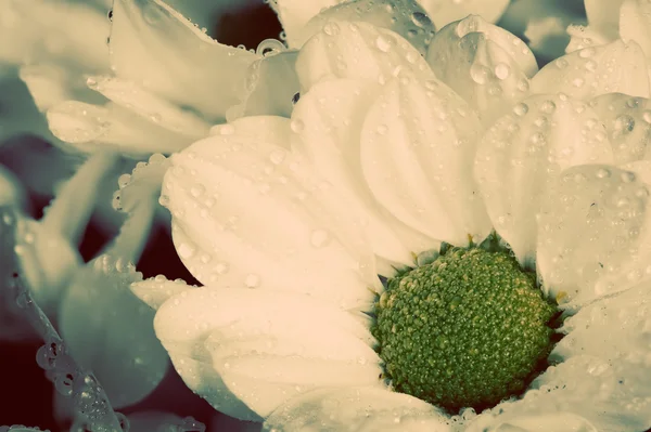 Färska blommor på våren. — Stockfoto