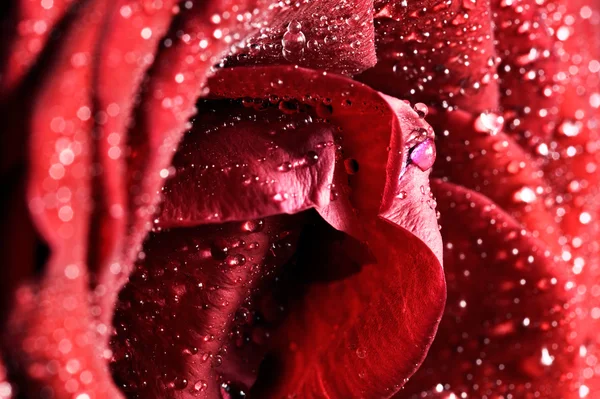 Red wet rose flower — Stock Photo, Image