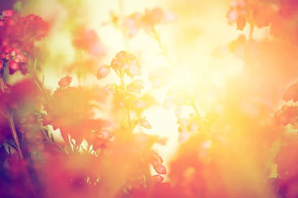 Heideblüten im Herbst — Stockfoto