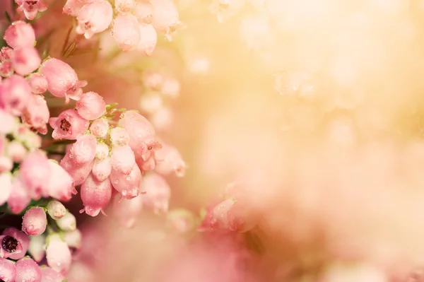 Heather blommor på en nedgång — Stockfoto