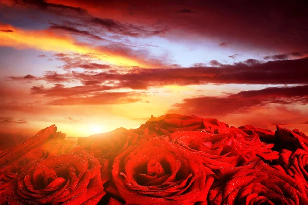 Röda rosor blommor — Stockfoto