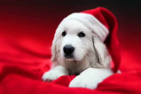 Cãozinho bonito em chapéu Chrstimas — Fotografia de Stock
