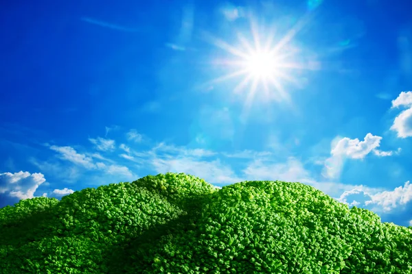 Meadow with broccoli land — Stock Photo, Image