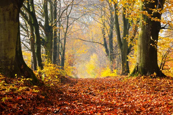 Autumn, fall forest. — Stock Photo, Image