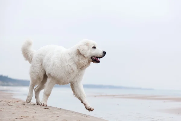 Köpek sahilde yürüyor.. — Stok fotoğraf