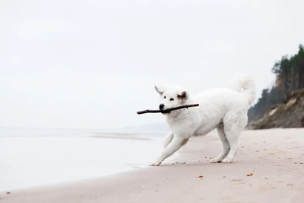 Собака играет на пляже. — стоковое фото