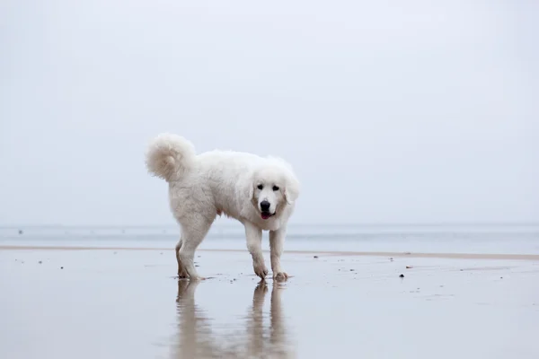 Cão brincando na praia. — Fotografia de Stock