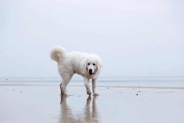 Cane che gioca sulla spiaggia. — Foto Stock