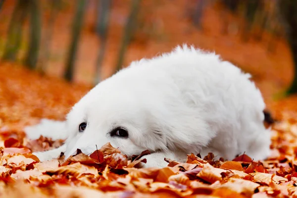 Cane bianco sdraiato in foglie autunnali — Foto Stock