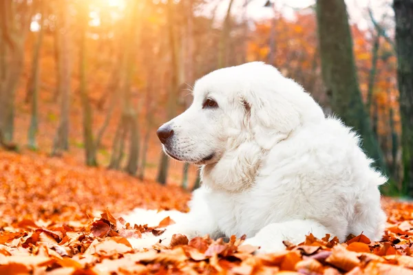 Biały pies leżący w autumn odchodzi — Zdjęcie stockowe