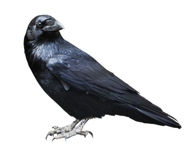 Black raven. clipart