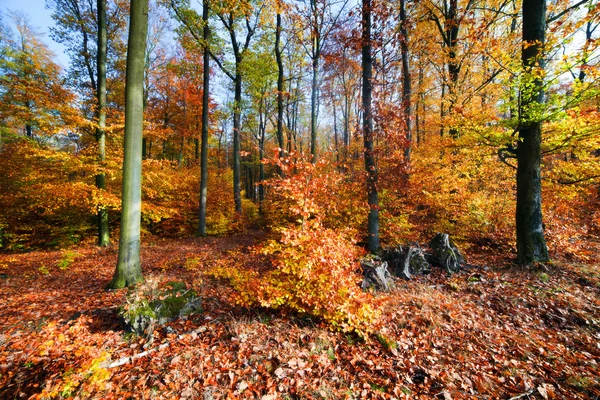 Φυσικό δάσος το φθινόπωρο — Φωτογραφία Αρχείου