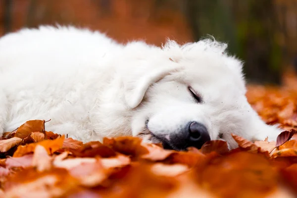 Cão de cachorro bonito em folhas — Fotografia de Stock