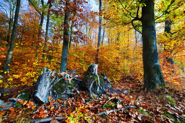 Natural forest in autumn — Stock Photo, Image