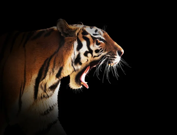 Tigre selvagem rugindo . — Fotografia de Stock