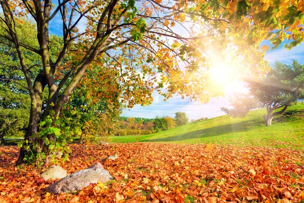 Outono, queda paisagem com uma árvore . — Fotografia de Stock