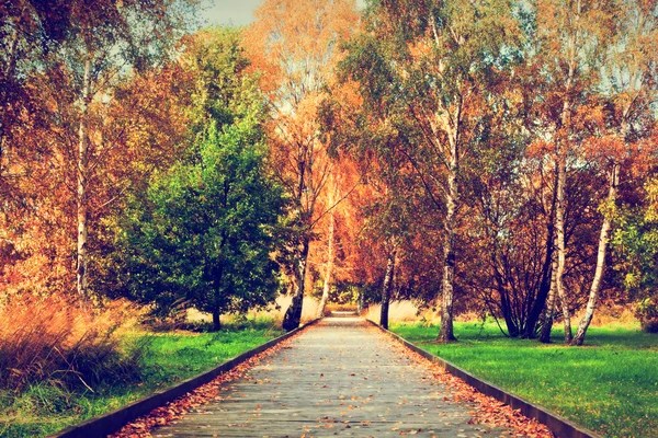 Autunno, parco autunnale . — Foto Stock