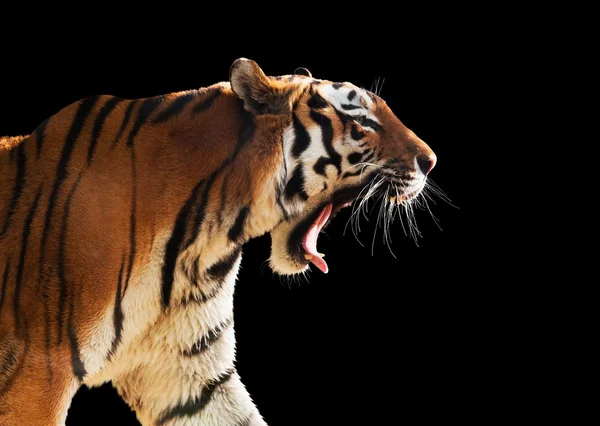 Ruggito di tigre selvatica . — Foto Stock