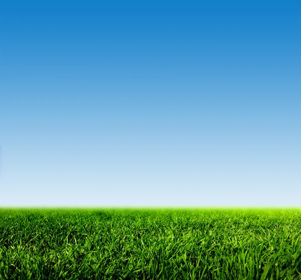 Green grass on spring field — Stock Photo, Image