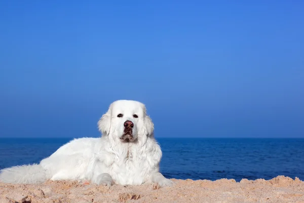 Schattig wit hond op het strand. — Stockfoto