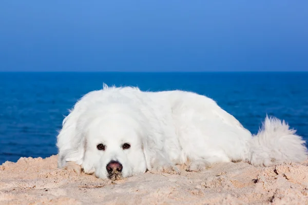 Mignon chien blanc sur la plage. — Photo