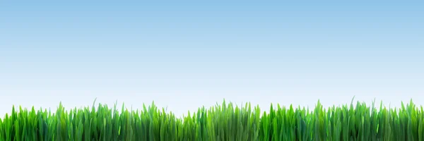 Fresh green grass panorama — Stock Photo, Image