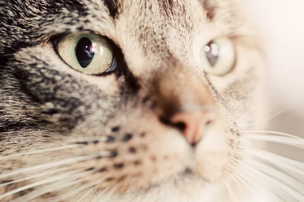 Lindos ojos magnéticos gato — Foto de Stock