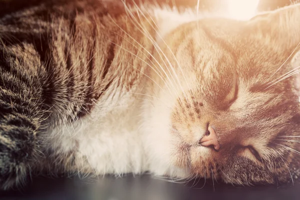 Bonito pequeno gato dormindo . — Fotografia de Stock