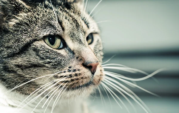 可愛い猫の顔 — ストック写真