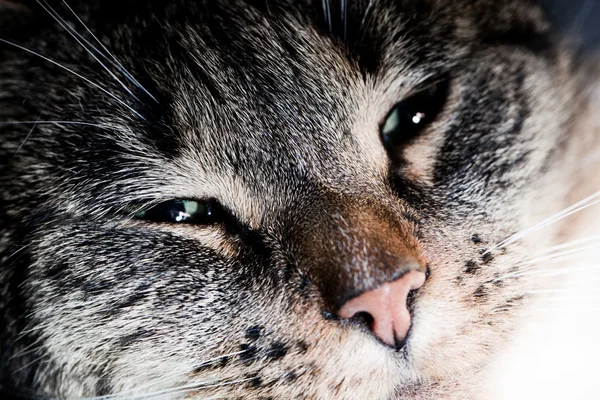 Sleepy Cute cat — Stock Photo, Image