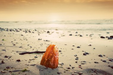 Amber stone on the beach. clipart