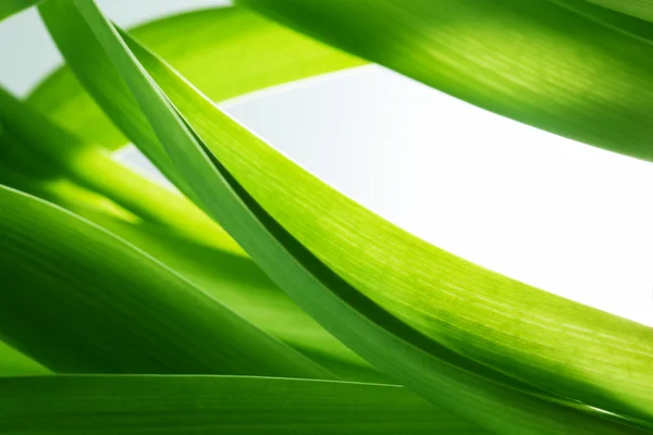 Grünes Gras, Pflanzen Hintergrund — Stockfoto