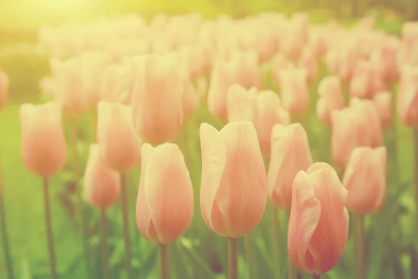 Kleurrijke tulpenbloemen — Stockfoto