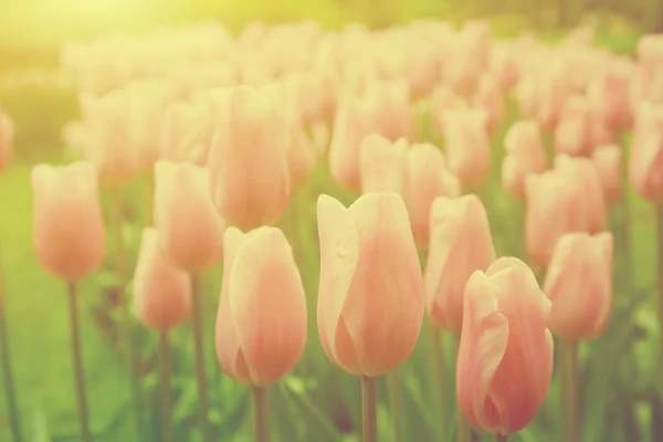 Flores de tulipa coloridas — Fotografia de Stock