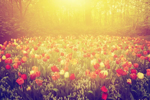 Bunte Tulpenblüten — Stockfoto