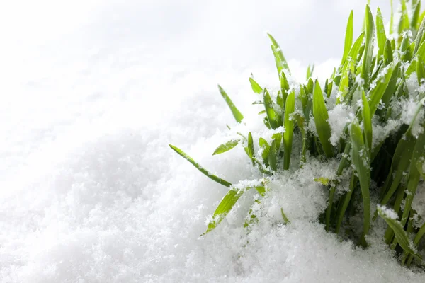 Gras wächst aus Schnee. — Stockfoto