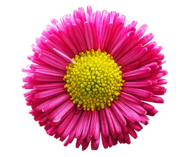 Färska pink daisy blomman — Stockfoto