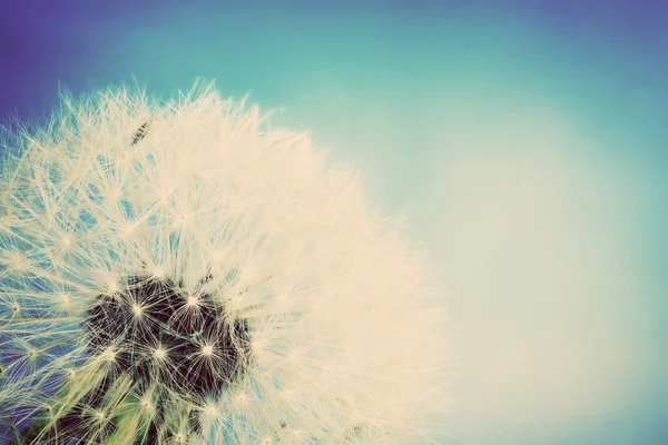 Close-up of dandelion, blue sky. — Stock Photo, Image