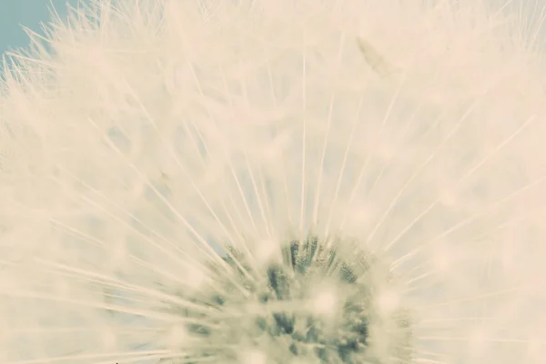 Close-up of dandelion, blue sky. — Stock Photo, Image