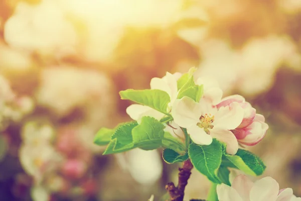 Våren träd blommor blomma — Stockfoto