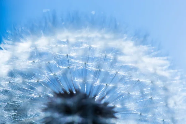 Gros plan sur le pissenlit, ciel bleu . — Photo