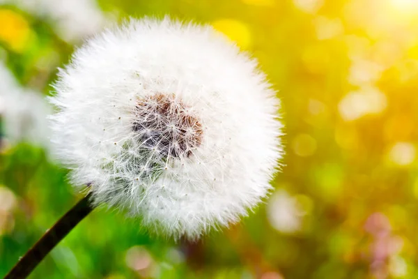 Löwenzahn auf der grünen, sonnigen Wiese. — Stockfoto