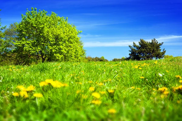 Meadow with green grass — Stock Photo, Image