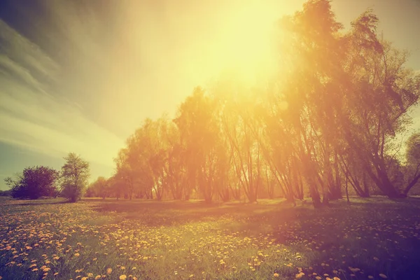 Parque soleado de primavera, árboles y dientes de león — Foto de Stock