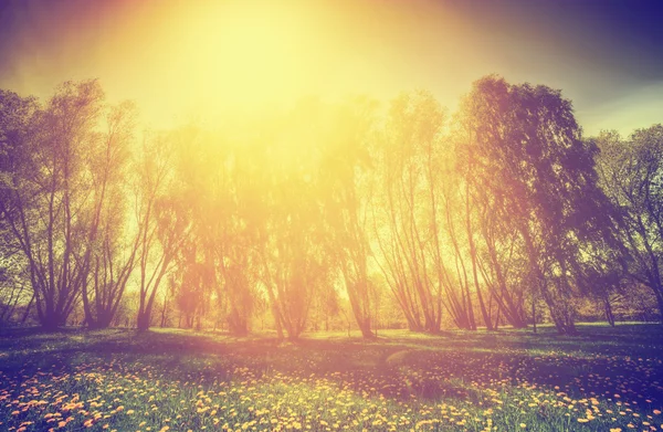 Spring sunny park, trees and dandelions — Stock Photo, Image