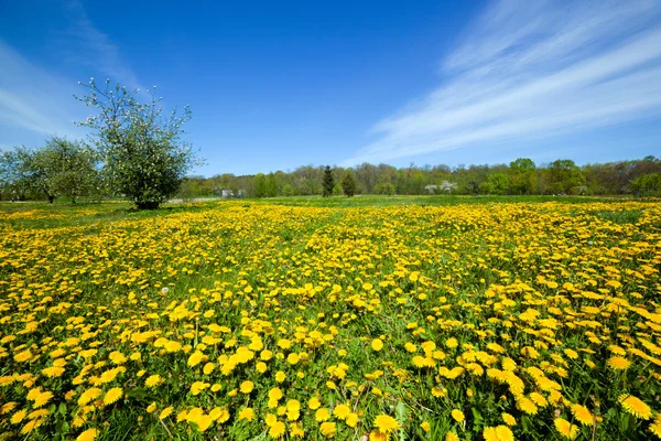 Prato primaverile pieno di fiori di tarassaco — Foto Stock