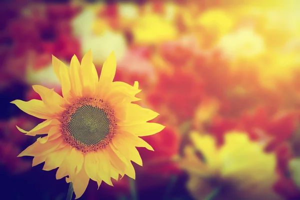 Sonnenblume Sommerblumen bei Sonnenschein. — Stockfoto